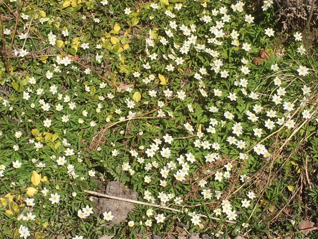 Borgdala Stugor Ödkarby Extérieur photo